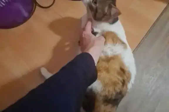 Chatte perdue Cheyenne, blanche et tachetée - photo