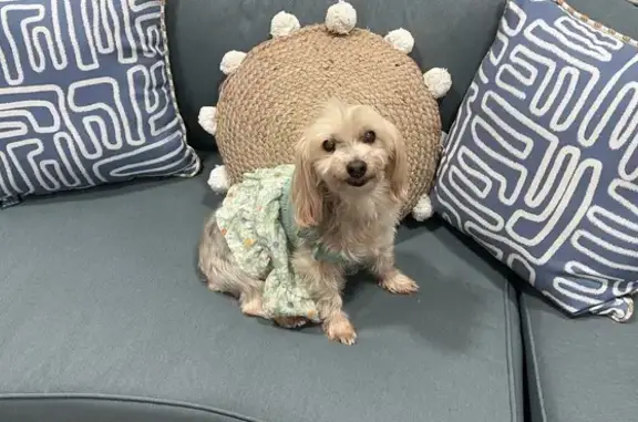 Lost Yorkie Mix: White & Gray, Hialeah