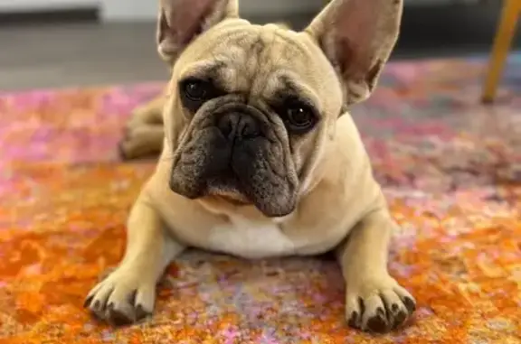 Lost Tan Dog: Friendly, Black Snout