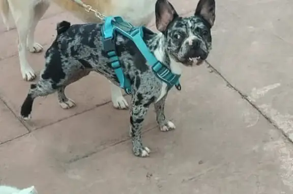 ¡Perro Hiperactivo Perdido, Recompensa!