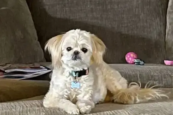 Lost White Poochin: 11 lbs in Sewickley
