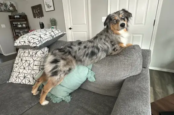 Lost Blue Merle Aussie in Spirit Lake