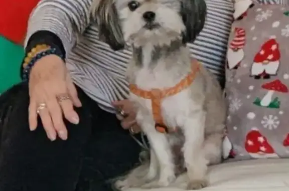 Lost Brown Dog with One Eye - Newark