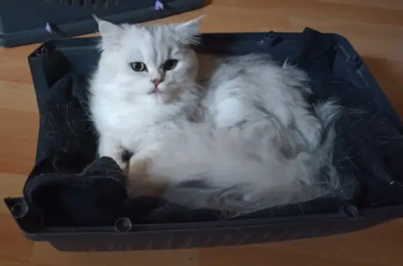 Chat trouvé , photo: Chat persan blanc/gris trouvé à Savignac