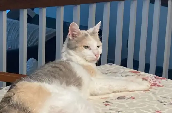 Missing Calico Cat 'Cookie' in Yonkers