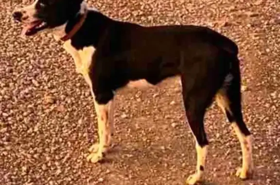 Lost Border Collie: Blue Collar, Severy