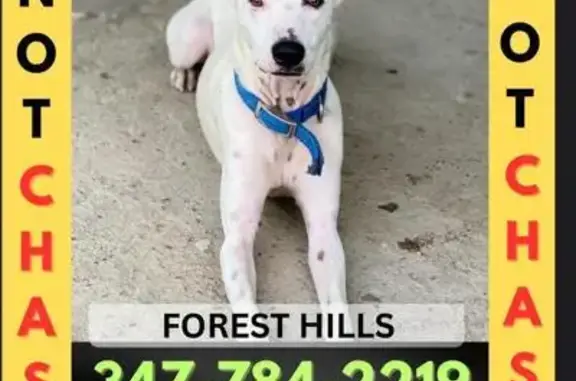 Lost Dog: White with Black Ear Spots