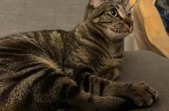 Lost: Calm Brown Cat, South 11th Ave
