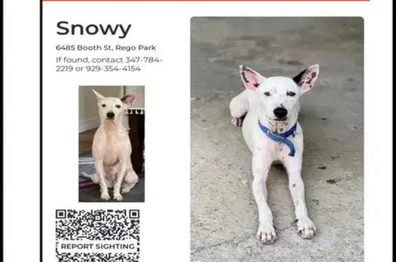 Lost Skittish White Dog: Call Us Now!
