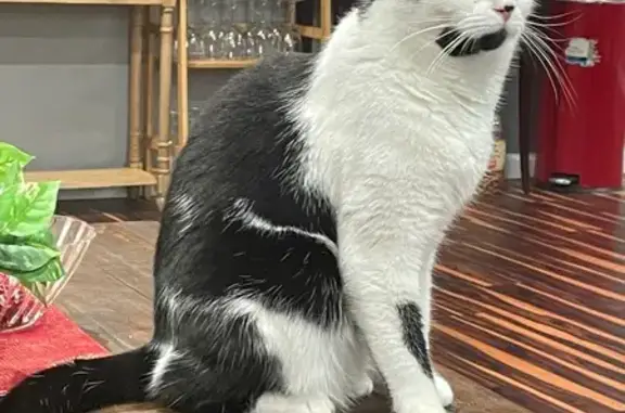 Lost Cat: White with Black Spots, Baden
