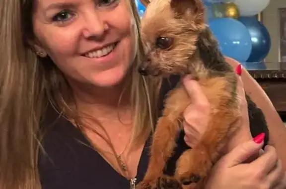 Lost dog, Snellville