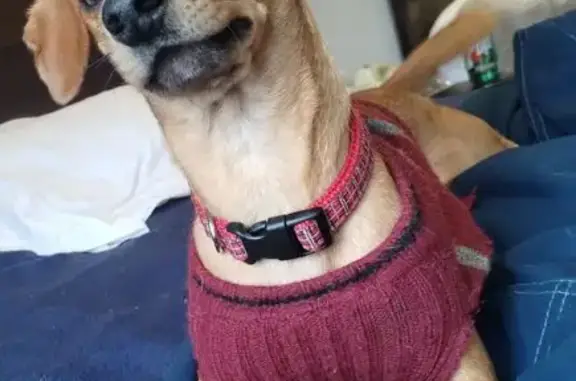 Lost Chiweenie: Red Coat, Blue Collar