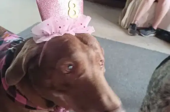 Lost One-Eyed Brown Lab in Mt. Vernon