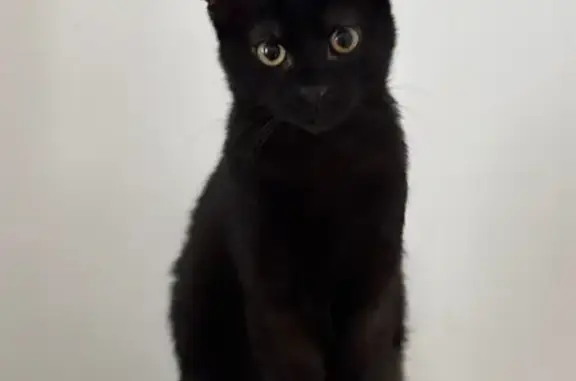 Chat noir perdu à Cherbourg, Impasse Lebailly - photo