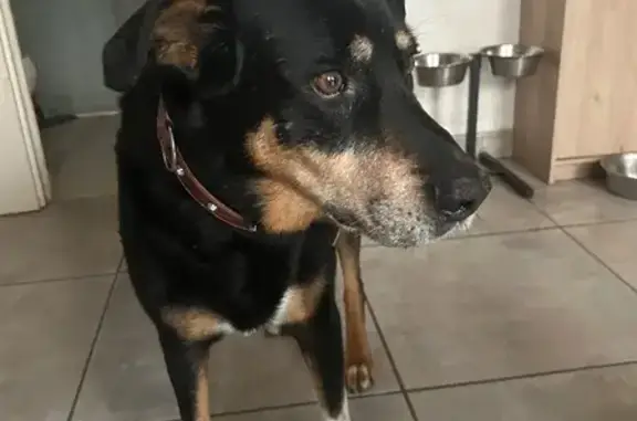 Animaux trouvés , photo: Chien trouvé Rue des Maranges, Dezize