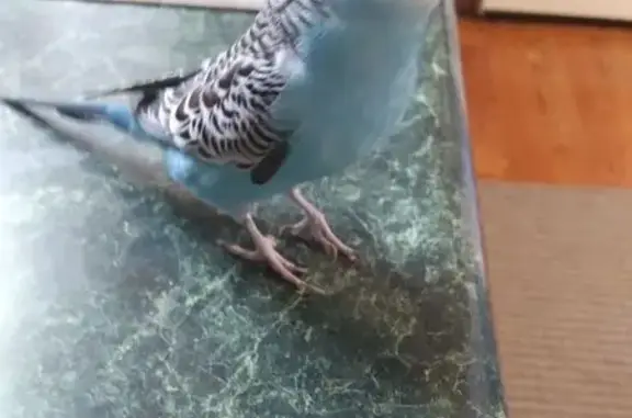 Lost Blue Parakeet: Answers to...
