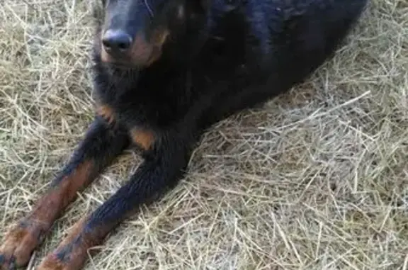 Chien Beauceron noir et feu perdu - photo