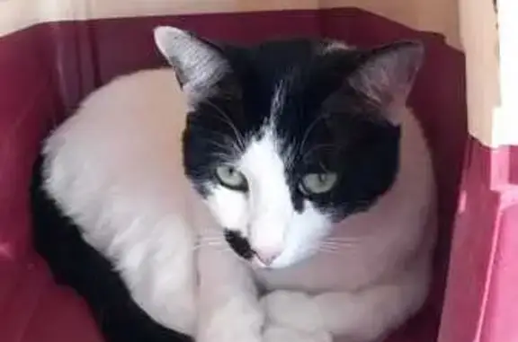 Gato Blanco y Negro Busca Hogar Amoroso