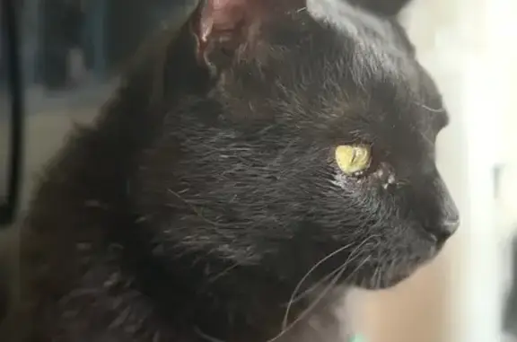 Lost: Black Cat with Unique Features