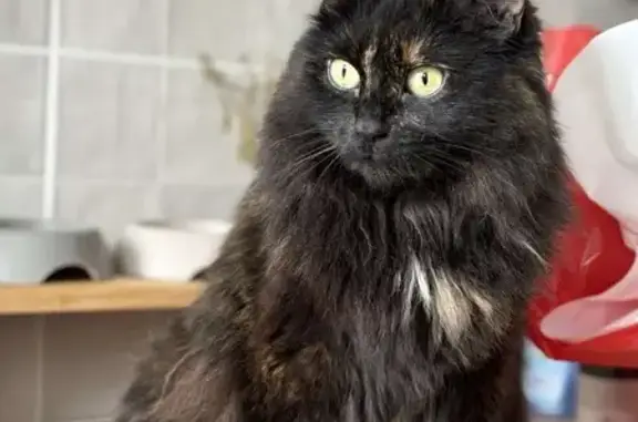 Animaux perdus Calais, photo: Chatte perdue à Calais : Baggy, craintive