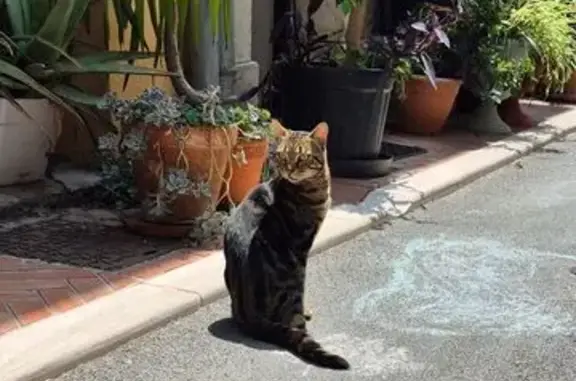 Animaux trouvés Mouans-Sartoux, photo: Chat tigré mâle trouvé à Mouans-Sartoux