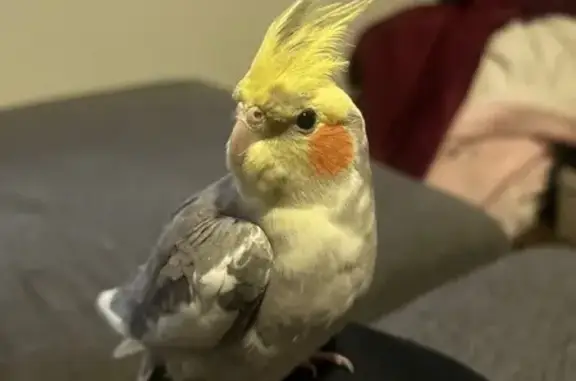 Lost Bird Whistles Earth, Wind & Fire