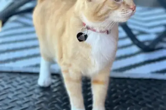 Lost Cat on Noble St, Souderton 245