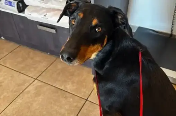 Chienne perdue à Sainte-Agathe-la-Bouteresse - photo