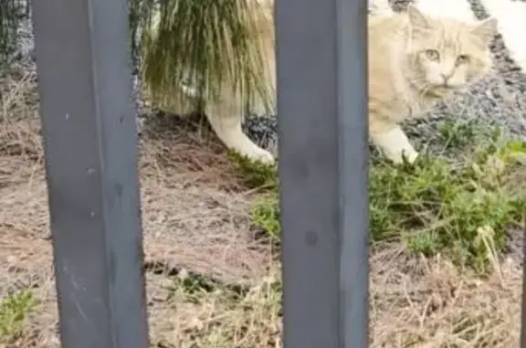 Animales encontrados , foto: Gato Asustado Buscando Hogar en Telde