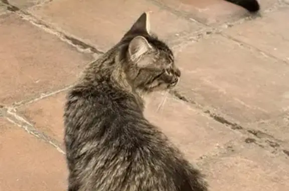 Se busca: Gata Lisa perdida en Rubí