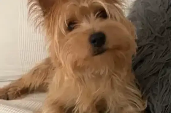 Perro Yorkshire Terrier Perdido en Alcorcón