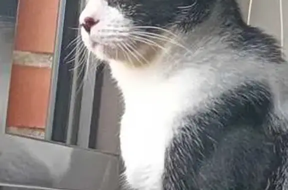 Se busca: Gato Moy, 20 meses, Lloret de Mar