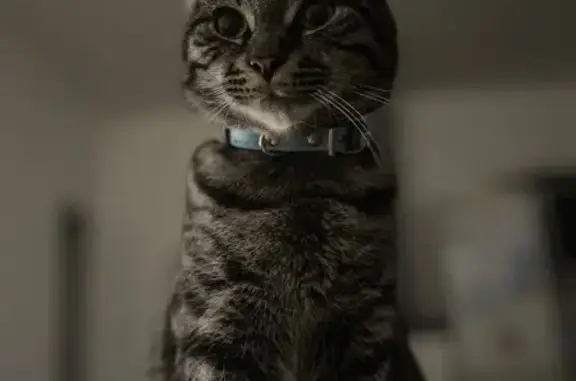 Chat perdu, gris rayé, craintif à Denain - photo