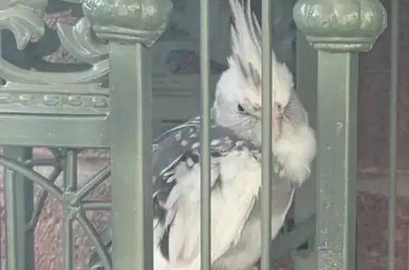 Found Cockatiel Near Maryland...