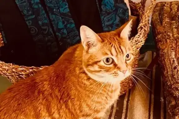 ¡Gato Anaranjado Perdido en Castelldefels!
