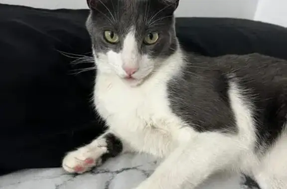 ¡Gato Gris y Blanco Perdido en Sevilla!