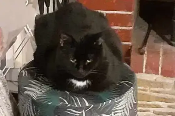 Chat perdue Lili sortie par fenêtre ouverte - photo