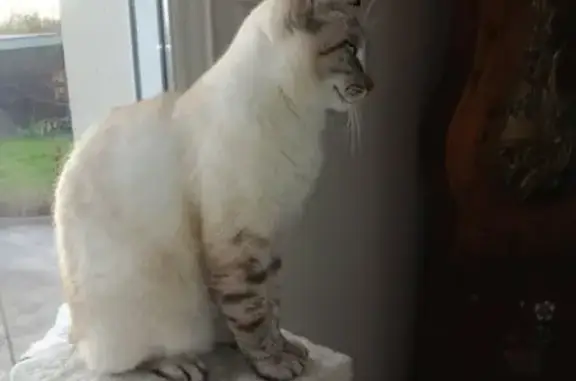 Chat beige perdu, queue tigrée, yeux bleus - photo