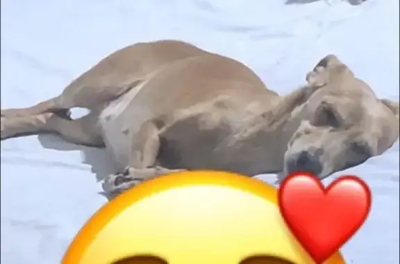 Perro Perdido en Tonalá: Ayuda Urgente