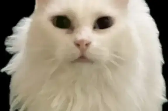 Lost Fluffy Cat: Unique Eyes in Murray