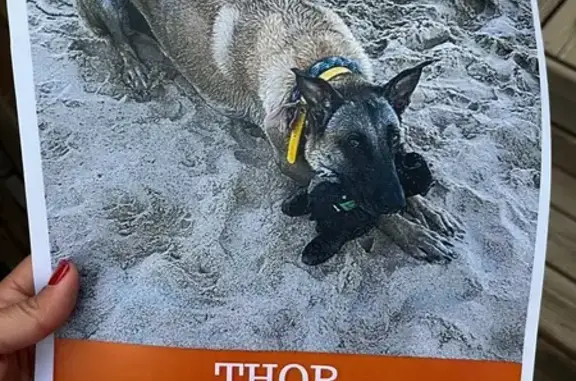 Perro Perdido en Tamarit: Zona Polígono