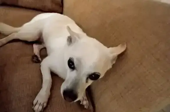 Lost White Chihuahua Mix in Clearwater