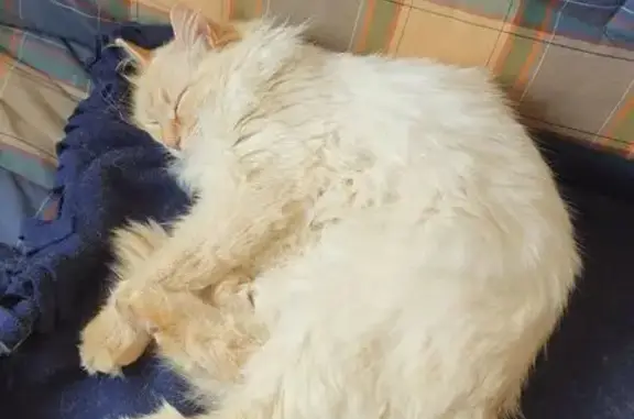 Chat angora perdu, blanc/beige, Chevagny - photo