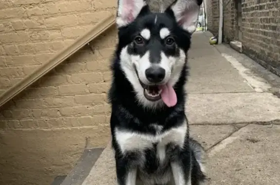 Lost Black & White Puppy on Claremont Ave