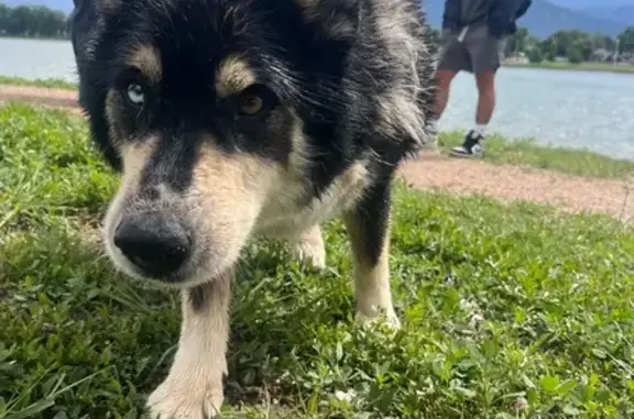 Found: Unique Dog on East Rio Grande St.