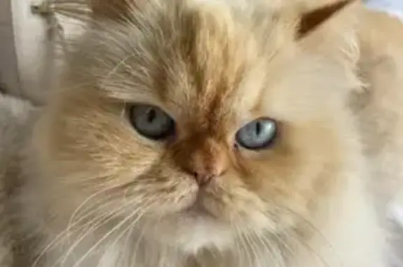Lost: Blue-Eyed White Persian, Bella