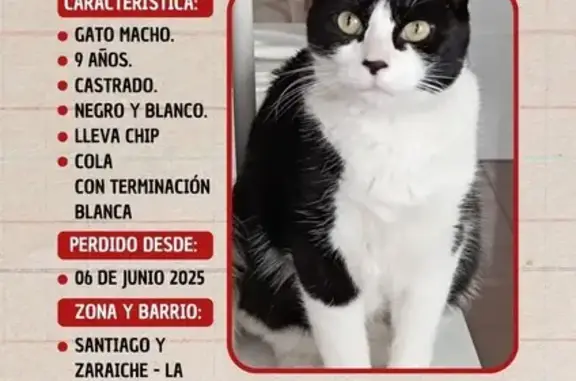 Gatos perdidos, , foto: ¡Gato Perdido! Blanco y Negro en Santiago
