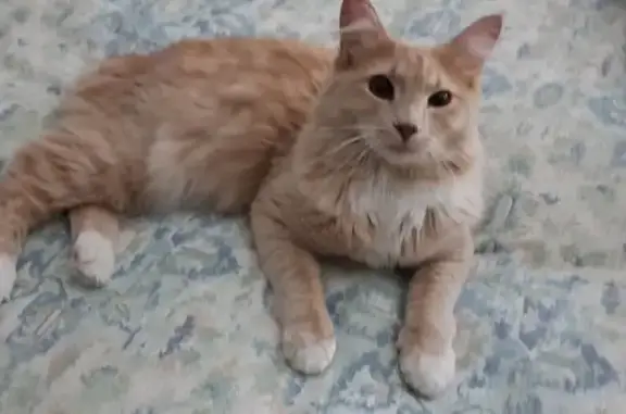 Lost Manx Cat: Orange & White, No Tail