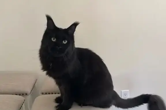 Lost Friendly Maine Coon in Savannah
