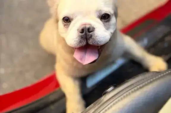 Help Find Coco: Lost French Bulldog